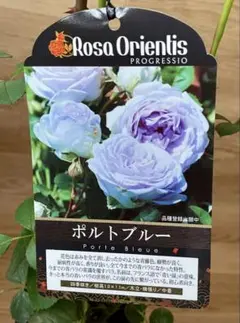 引取限定】プルメリア 接木苗 Cendana Emas センダナエマス 2股