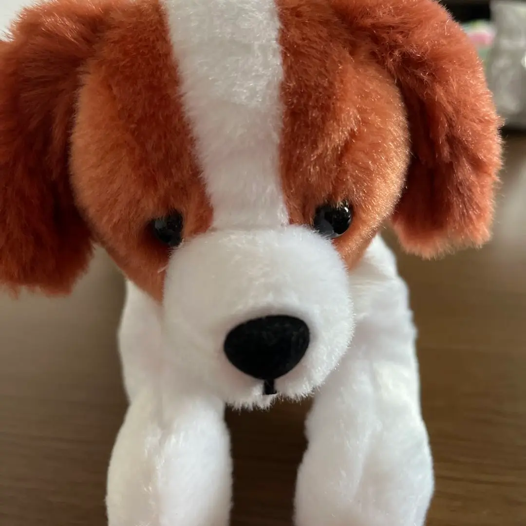 コーイケルホンディエのおでこちゃん
