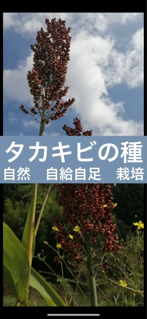 【自給自足を目指す】タカキビの種　たかきび 高黍　自然　農業　栽培　家庭菜園