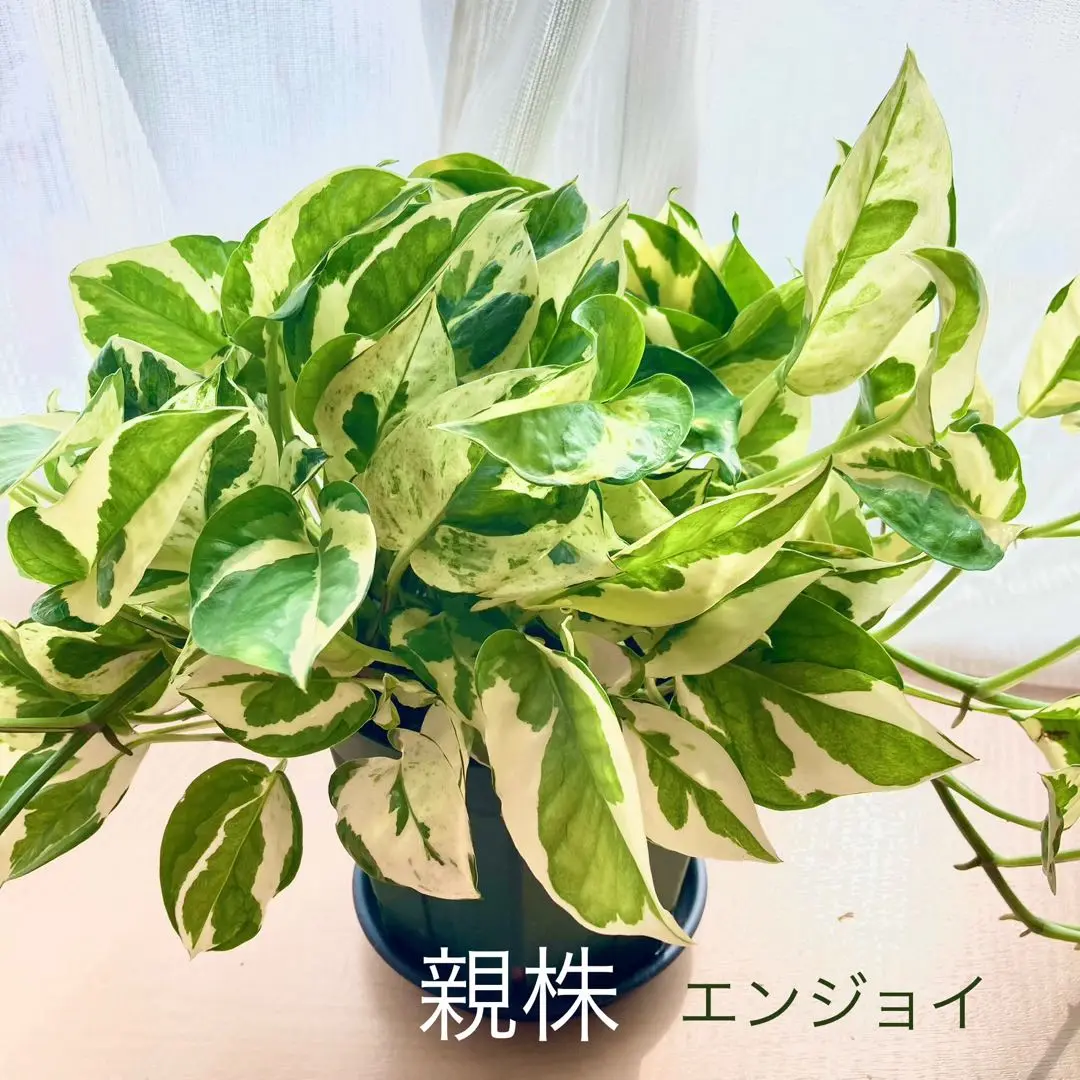ポトス２種類セット❤️斑入りエンジョイ・ライムグリーン✨観葉植物　グローバル