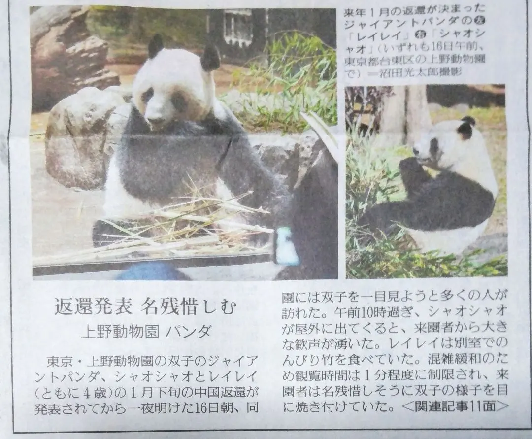 【丁寧に梱包します】返還発表　名残惜しむ　上野動物園パンダ　読売新聞　12／16