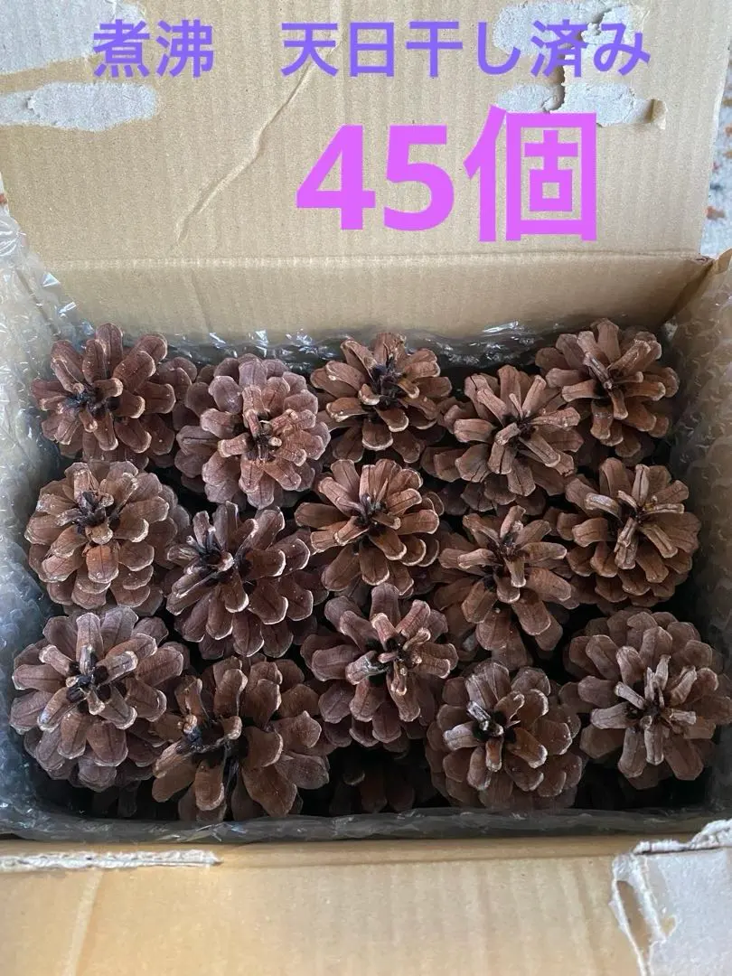 1️⃣北海道採取　大きな松ぼっくり　45個