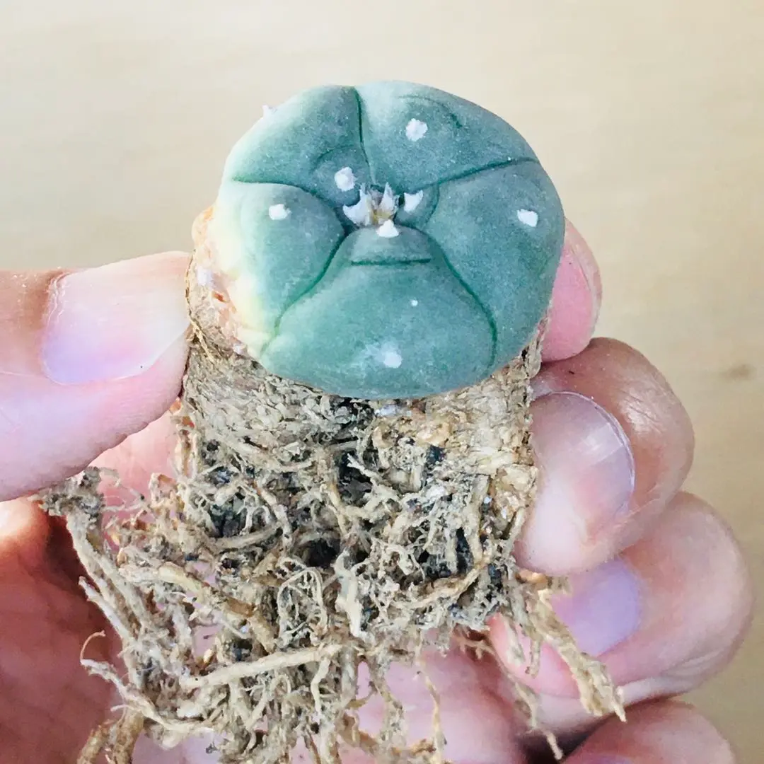 6 大型皺疣烏羽玉 現地球 サボテン ロホホラ ペヨーテ L.peyote