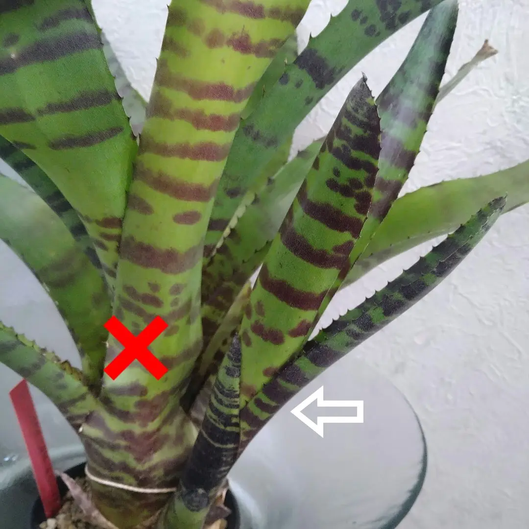 Neoregelia●Tiger red 子株大 ネオレゲリア タイガーレッド