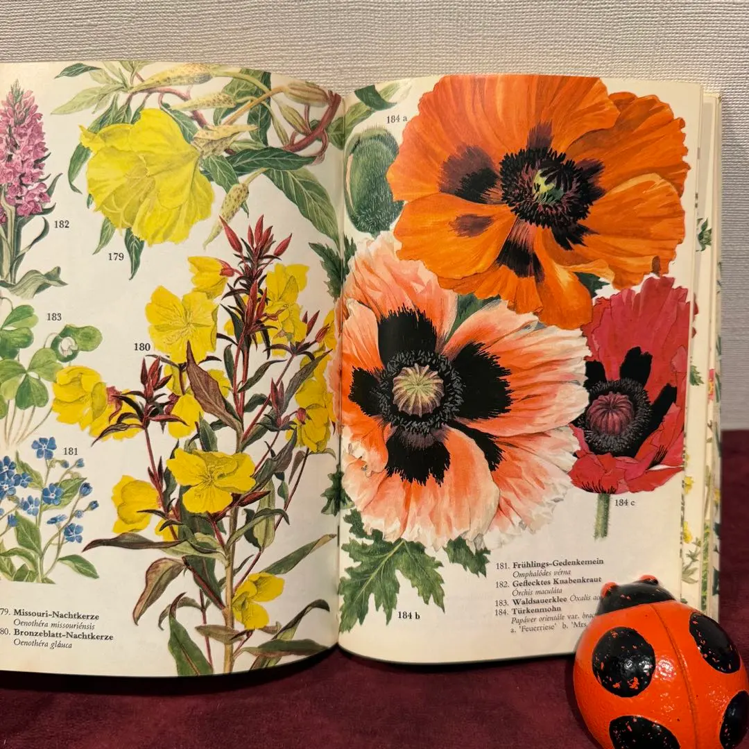 123⑦1972年ドイツ語版植物図鑑　洋書　ジャンクジャーナル　ボタンニカル