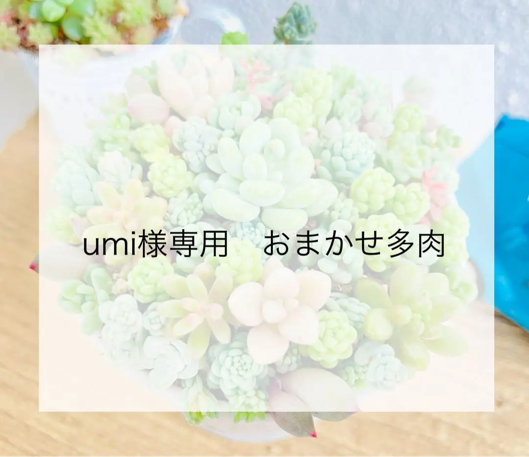 ◇umi様専用◇ 多肉　おまかせ