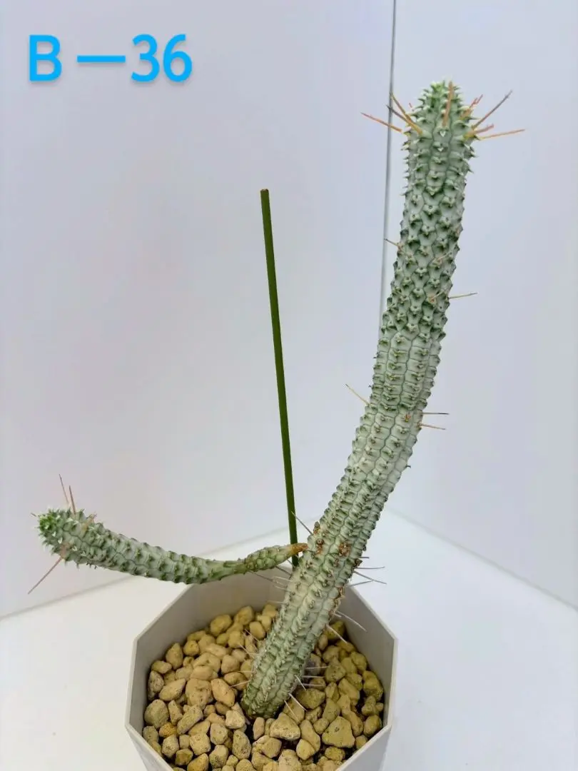 多肉植物　ユーホルビア　白樺キリン　大株