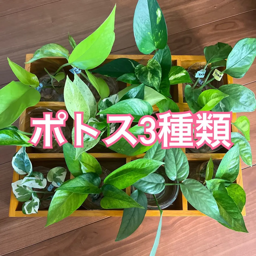 ポトス3種類　各1本　カット苗　水耕栽培　　　③