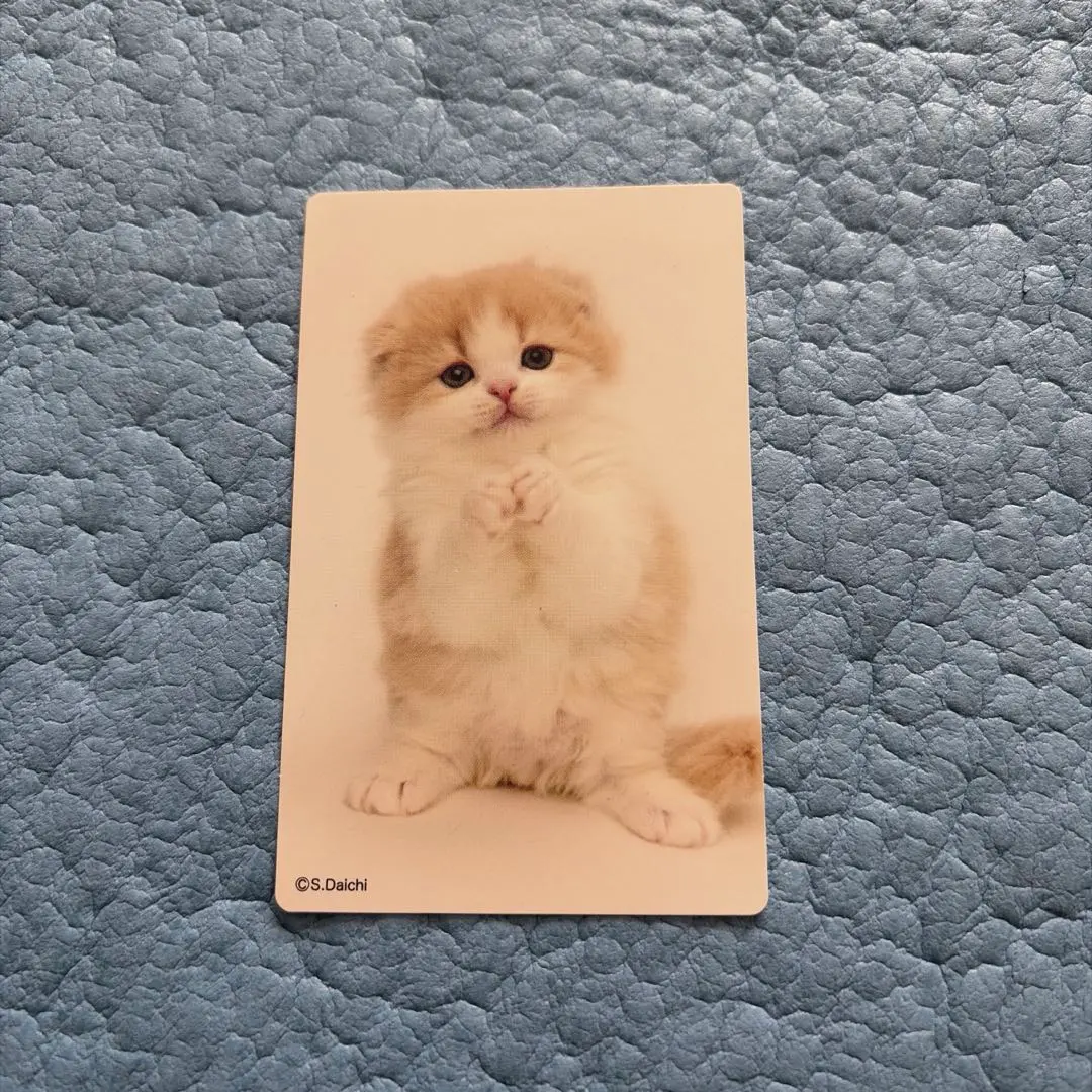 猫のカレンダー