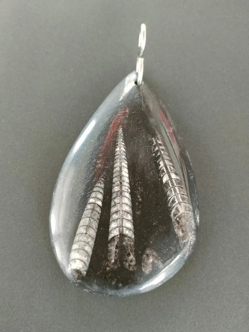 ●オルソセラス（Orthoceras）化石 ペンダントトップ｜天然化石｜一点物