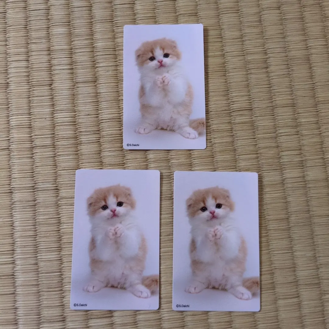 猫 カレンダー 2026年 カードサイズ ３枚 成美堂出版 ネコ ミニカレンダー