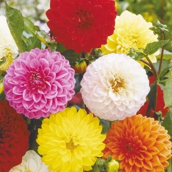 ダリア　ポンポン咲き　混合　花の種